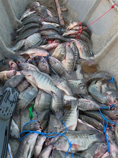 la pesca con arpón #pesca #lagodeguijat #pescaderio #arpon #fishing | pesca