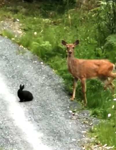 Stel je voor dat je in de natuur wandelt en echte versies van Bambi en Stampertje voor je vindt...🤩😮 | BekijkDezeVideo