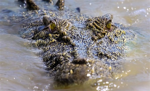 The Biggest Saltwater Crocodiles Ever Recorded