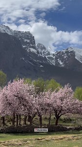 32K views · 2.5K reactions | Plan your trip to Gilgit-Baltistan with me Dm for details Spring at Chunda Valley  | Imtiaz Hussain Photography | Facebook