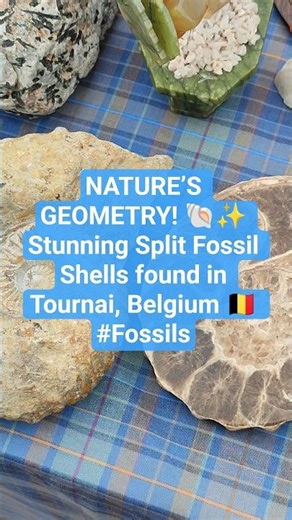 NATURE’S GEOMETRY! 🐚✨ Stunning Split Fossil Shells found in Tournai, Belgium 🇧🇪 #Fossils