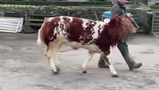 Dovea Genetics Belgian Blue sires are the preferred choice in both the UK & Ireland! This Du Grand Bon Dieu (BB2247) sired heifer bred by Elwyn Jones makes her way to Brecon Show Potential show & sale tomorrow Saturday 10th February. | Dovea Genetics