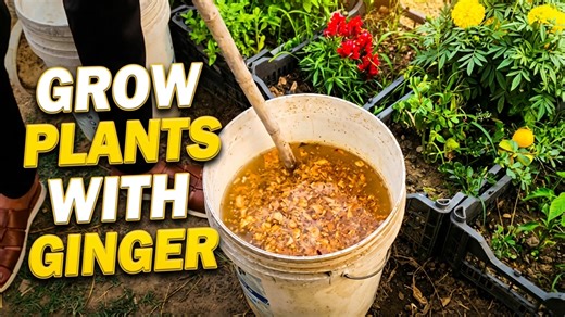 The surprising benefits of soaking ginger for your plants