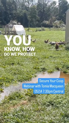 Check out this webinar from our sister publication Mother Earth News: There are more predators in urban and suburban areas than you might see on a daily basis. Tomia Macqueen has a great checklist to help you ensure your flock is safe from foxes, hawks, coyotes, and more! Join us for her webinar TONIGHT! https://www.motherearthnews.com/live/urban-poultry-predators/ #backyardchickens #chickencoop #urbanhomestead #suburbanhomestead #livingwithnature #homesteading #homestead #homesteadlife | Countr