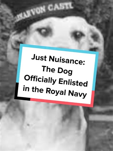 Just Nuisance: The Navy's Unique World War II Dog