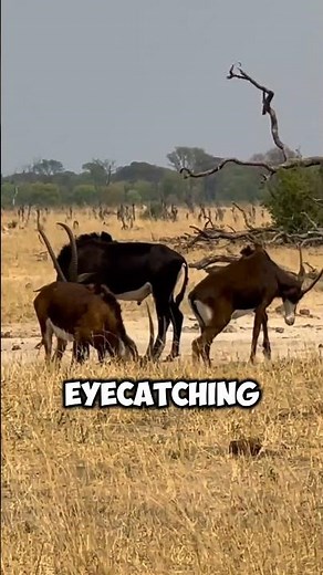 Sable Antelope: The Majestic Kings of the Savannah!