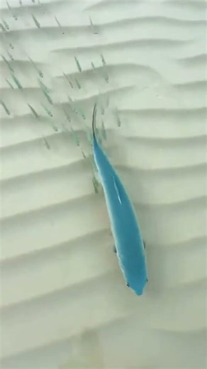 A Mother Milkfish Guiding Her Babies