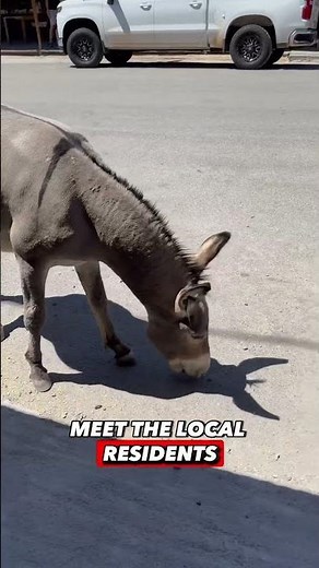 5 things you must go in Oatman Arizona #oatman #arizona #usaroadtrip