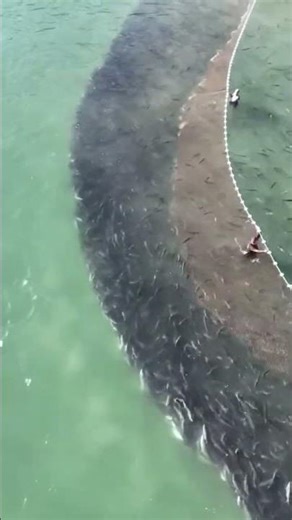 🌊 Massive Beach Seine Net Fishing | Huge Fish Catch at the Shore 🐟🎣