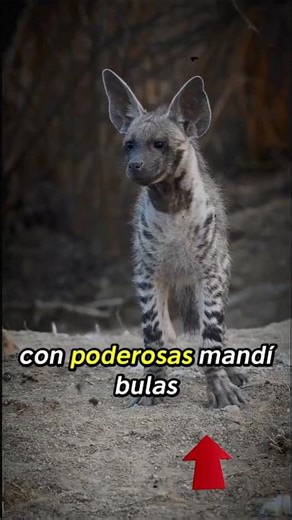 3 animales que DEVORAN cadáveres 😱 ¡No lo vas a creer! #shorts