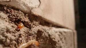 Premium stock video - A termite colony in the walls of a garage in a home shot on a super macro lens almost national geographic style