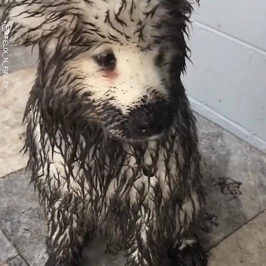 The apple doesn't fall far from the tree... Happy Tuesday! 💝😂 Via: felix_n_finley | NBC4