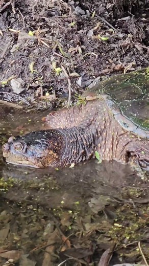 Snapping Turtle Crawling into Pond #turtle #animal #wildlife
