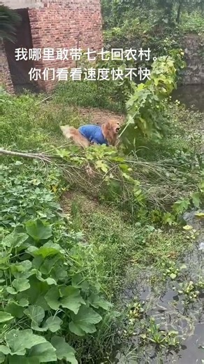 你们老是问我为什么不带77回农村？你们看看。这摘菜的功夫速度快不快？这还是邻居拍到现场，发在群里我看见的，我还一直狡辩。我们家77不会去摘菜。我没教过。这啪啪打脸
