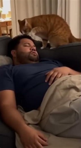 Sen misin kedinin yanında horlayan :) #youtubeshorts #viral #animals #funny