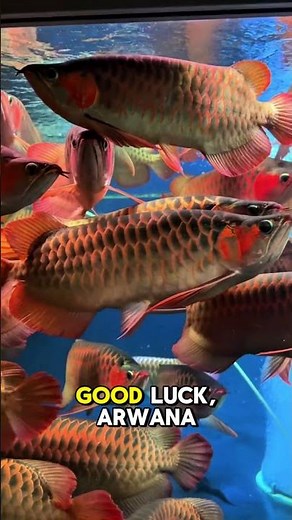 Arowana Fish A Few Facts You Didn't Know!