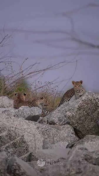 Three Leopard Cubs – Triple the Spots, Triple the Wonder 🐆🌿 | Neel Sarkhedi