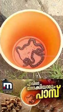 എവിടെ നോക്കിയാലും പാമ്പ്; 48 മണിക്കൂറിനിടെ ഒരു വീട്ടിൽ നിന്ന് കിട്ടിയത് 20 പാമ്പിൻ കുഞ്ഞുങ്ങളെ