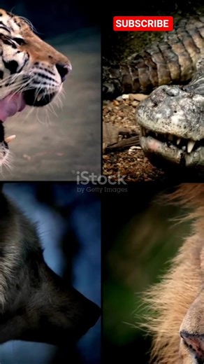 क्या आप जानते हैं कि दुनिया का सबसे खतरनाक जानवर कौन ह#animals #facts #shorts #trending #wildlife