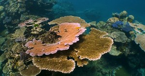 Shell fossils show how ocean acidification can cause mass extinction