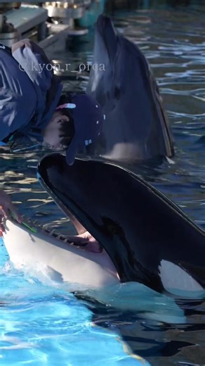 ಇLynn (。O ⩊ O。) 歯磨き大事だね🪥💮 お魚マルのみだけど歯磨きするんです😄 2026.1 #シャチ #orca #名古屋港水族館 #リン