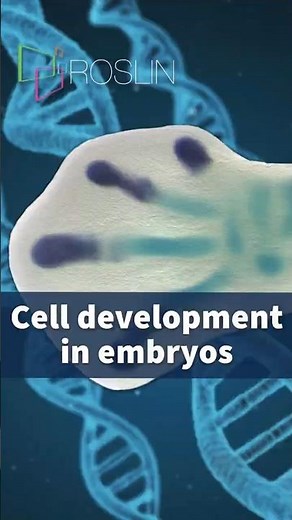 Cell development in embryos