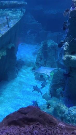 Istanbul Aquarium: Sharks & Ocean Wonders
