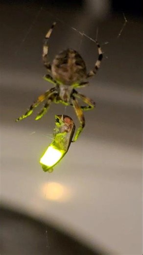 Spider caught a lightning bug