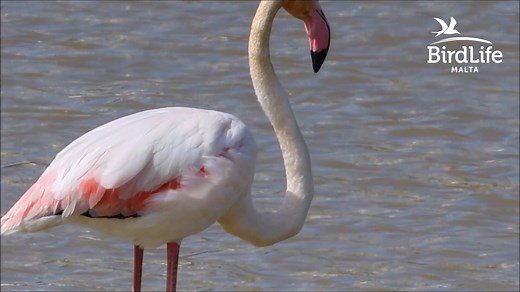 3.7K views · 193 reactions | Earlier in March this #GreaterFlamingo...