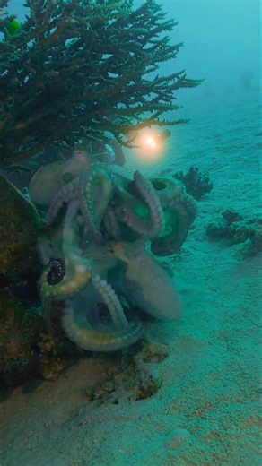 ​KRAKEN BATTLE! 🐙 Giant Octopuses Fight for Territory​​