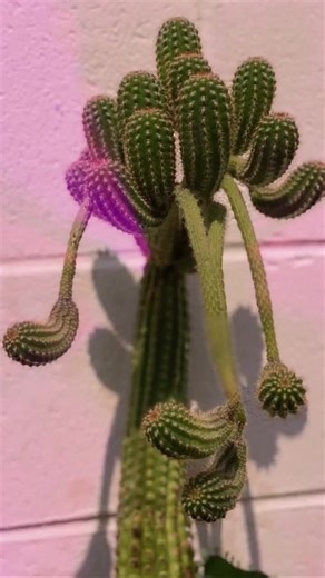 Kaktus Shake Mini: El Encanto de los Cactus