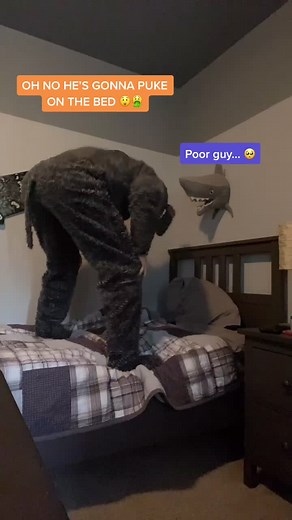 #pov : your dog is about to puke on the bed #dog #dance #fyp