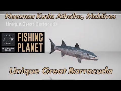 Unique Great Barracuda Noomaa Kuda Atholhu Maldives Fishing Planet Guide