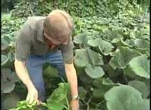 How to grow a giant pumpkin.... | Wonders of Agriculture