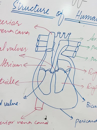 Understanding the Structure of the Human Heart
