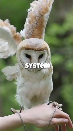 Unlocking the Mysteries of Owl Neck Rotation | Secrets Revealed!