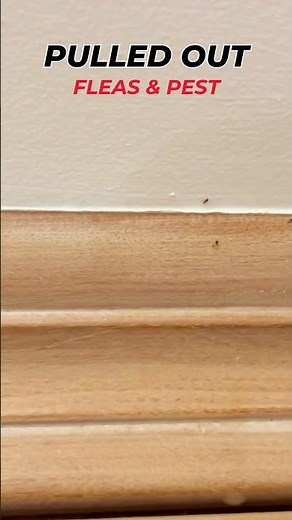 Killed Fleas in Home, Furniture & Pets
