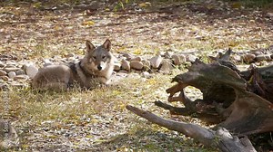 Iberian wolf resting in the shade, panting softly while observing the surroundings. Slow motion capture emphasizes the animal's calmness and vigilance in a peaceful, natural environment