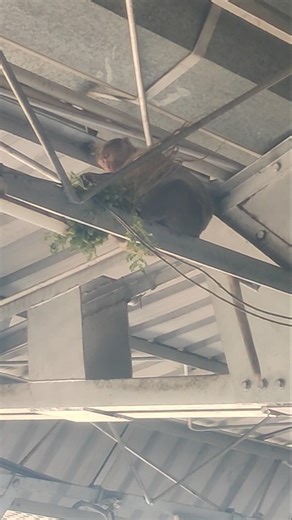 monkey eating ಕಡ್ಲೆ ಗಿಡ #reels #shorts #ytshorts #youtubeshorts #trending