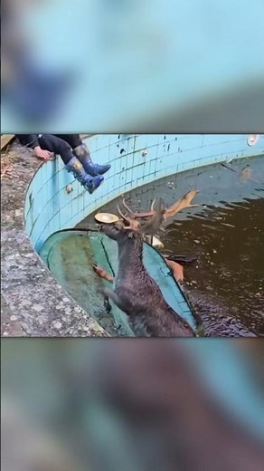 Deer Stuck in Pool — Heart-Pounding Rescue Caught on Camera!