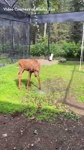 251K views · 24K reactions | Cheyenne Mountain Zoo is excitedly...