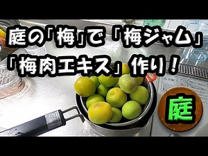 庭の梅で 「梅ジャム」「梅肉エキス」 作り！