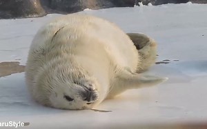 小海豹和麻麻的日常