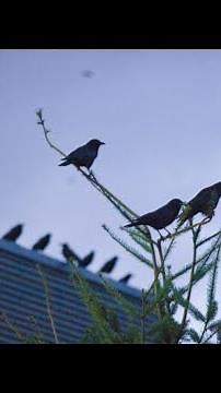 Thousands of crows that roosted at UW Bothell move to a new home