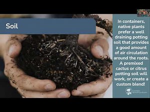 Native Plant Gardening 101: Container Gardening for California Native Plants