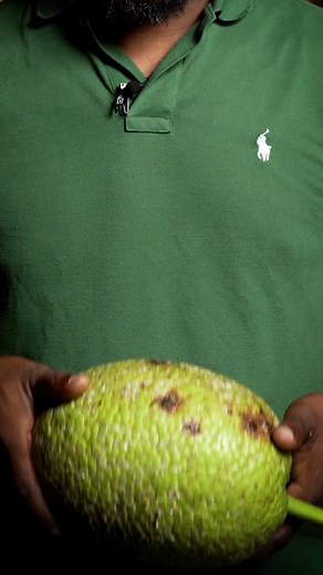 #fruitapain #breadfruit #Recette🇫🇷🇬🇧Français-English 🔥Trois recettes simples autour du Fruit à pain. On commence aujourd’hui avec un fruit à pain cuisiné comme un Cassoulet! Voici toutes mes indications pour réussir cette recette😉 🇬🇧version en anglais en deuxième partie! ⚡️Pour 4 personnes .1 fruit à pain de 2kg environ .300g d’oignon .30g d’ail .10g d’estragon .50g de piment végétarien .10cl de lait de coco .500g de saucisse et/ou poitrine fumée 1/ Découper le fruit à pain en cube assez