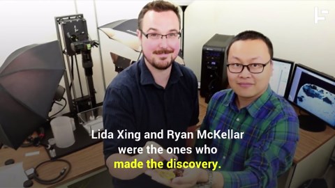 Uncovering a dinosaur tail