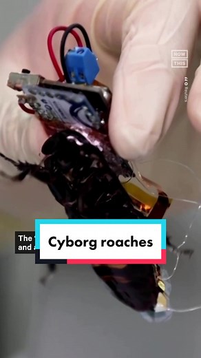 Cyborg Cockroaches: Search & Rescue Tech