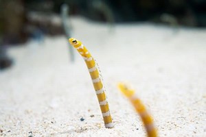 Garden Eel Care | Breeding | Feeding | Types | Tank Mates