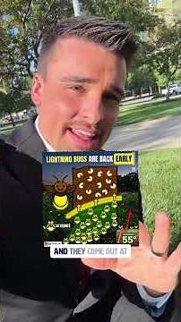 Lightning bugs have returned early